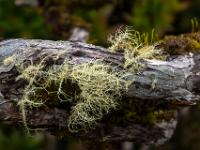 Bartflechten auf Baumheide Ast - Insel Pico